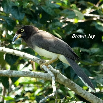 Brown Jay